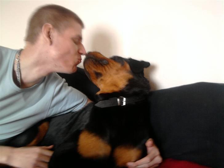 Rottweiler Buller  - Lille mys til farmand  billede 1