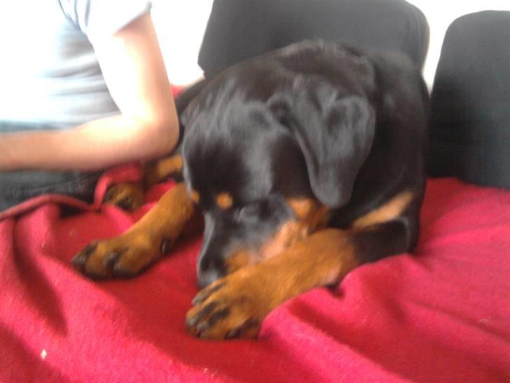 Rottweiler Buller  - Hvor er jeg bare Træt billede 2