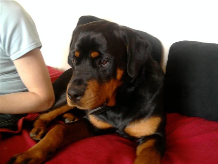 Rottweiler Buller  - Hvad glor jeg dog på billede 3