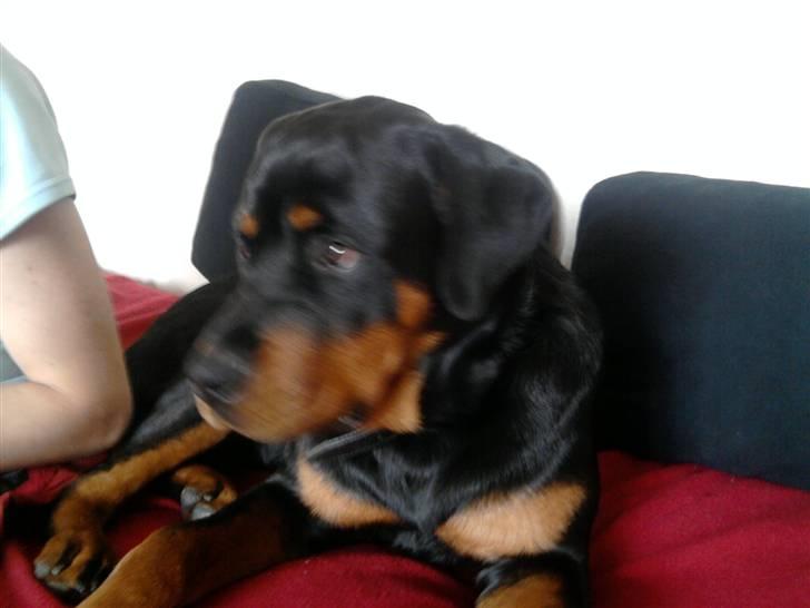 Rottweiler Buller  - Hvad er det der er så interessant billede 4