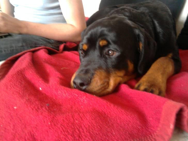 Rottweiler Buller  billede 5