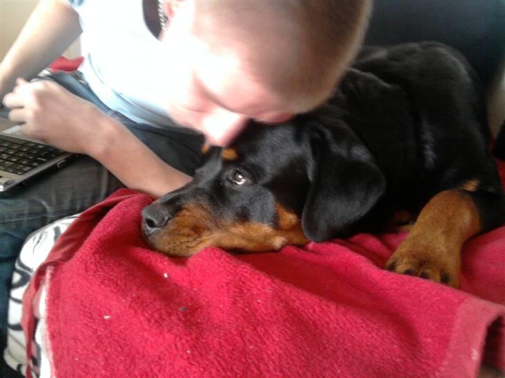 Rottweiler Buller  billede 6