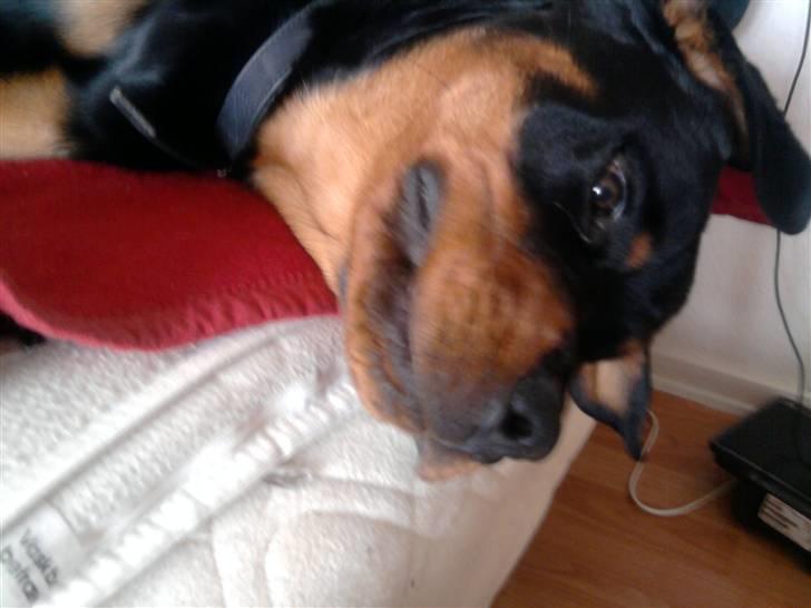 Rottweiler Buller  billede 7