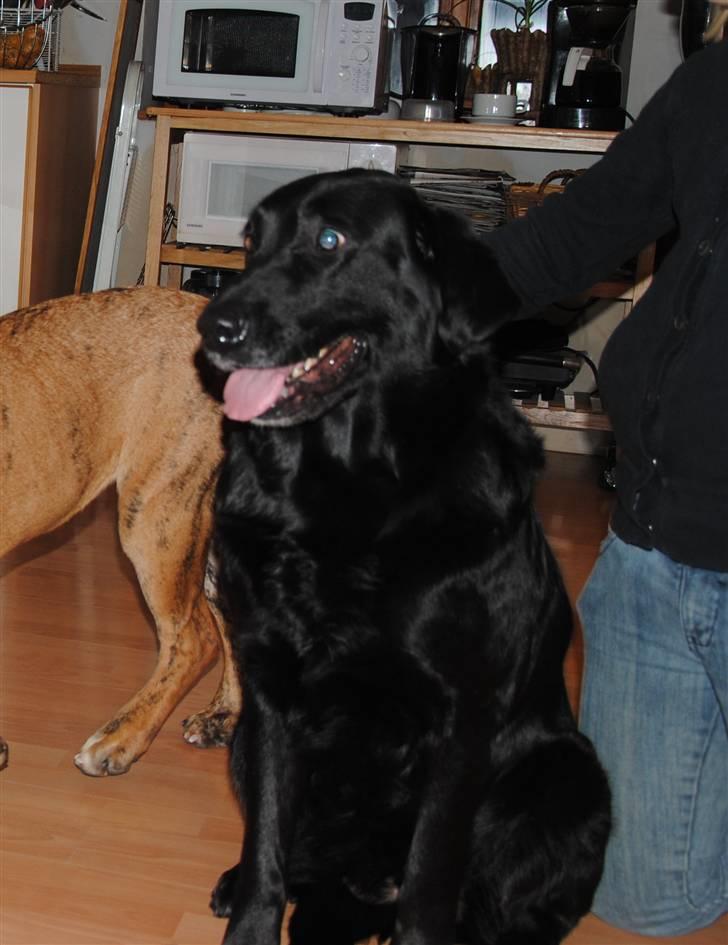 Blanding af racer Dina billede 1