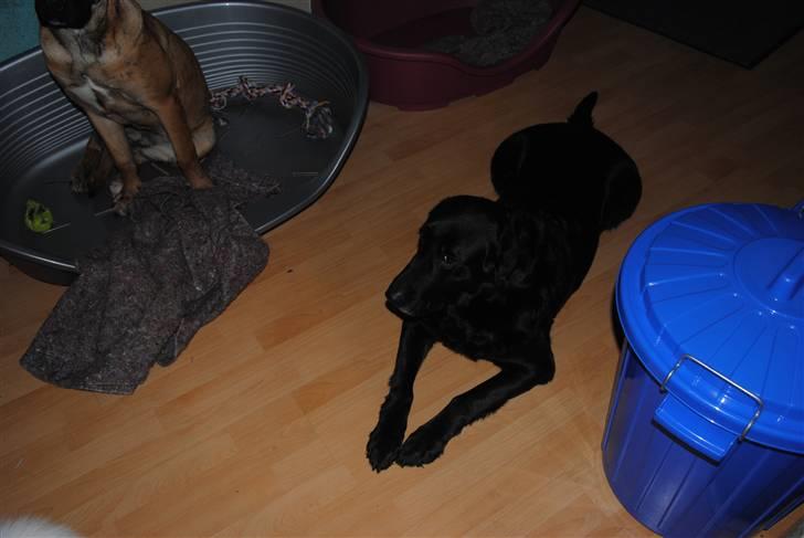 Blanding af racer Dina billede 2