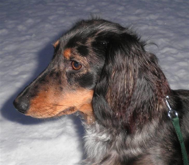 Dværggravhund Tammie (Merle) - Velkommen til Tammie´s profil, smid gerne en kommentar og en bedømmelse (: - her er Tammie 10 måneder - Vinter 2010 billede 1