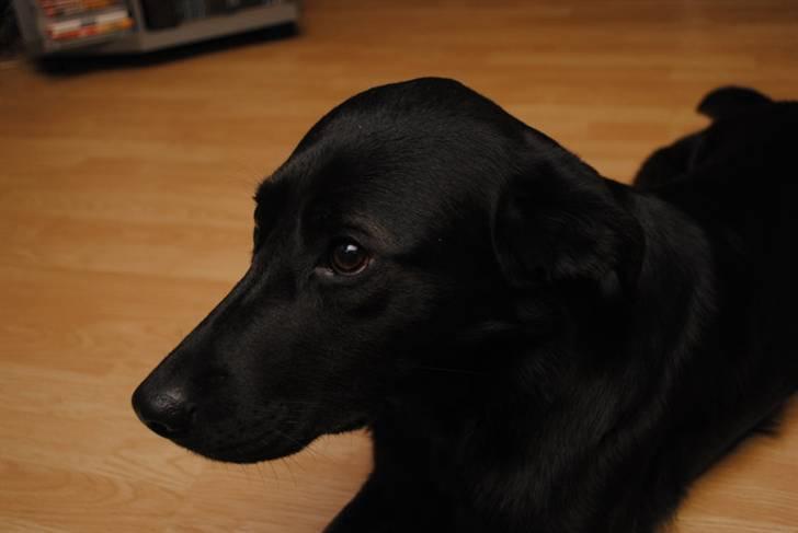 Blanding af racer Anja - gider ikke at kigge på dig. :P billede 7