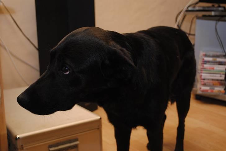 Blanding af racer Anja - hjæælp moar... hende med den belastende genbo hund tager billeder af mig igen :) billede 8