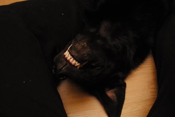 Blanding af racer Anja - stooooort smiiiiil. :D billede 9