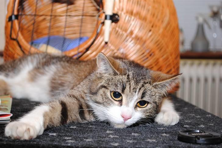 Blanding af racer Anja - min nye katteven fie :) billede 10