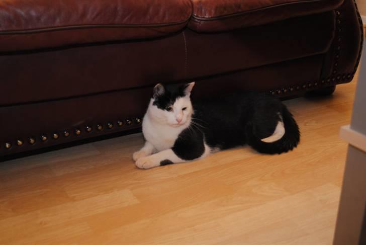 Blanding af racer Anja - min nye katteven freja :) Det er en hankat :P billede 11