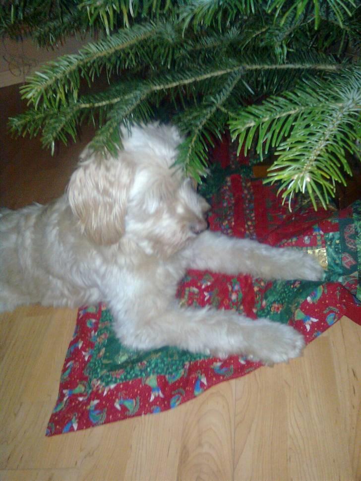 Blanding af racer Mille billede 10