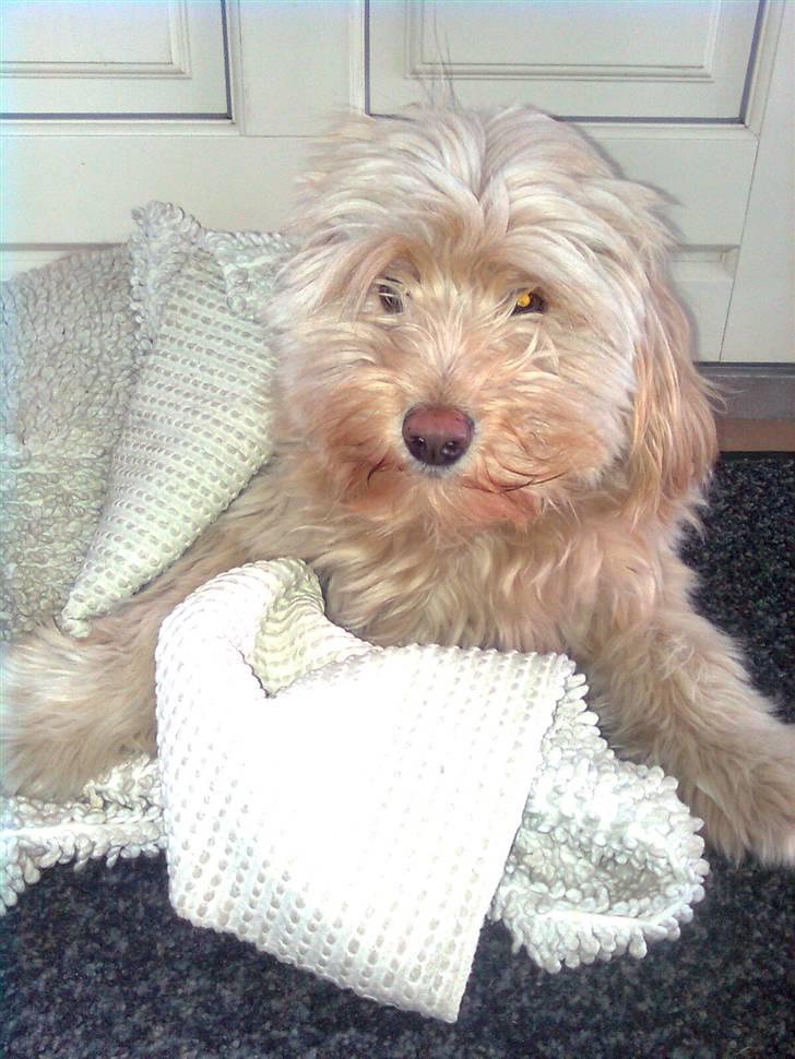 Blanding af racer Mille billede 11