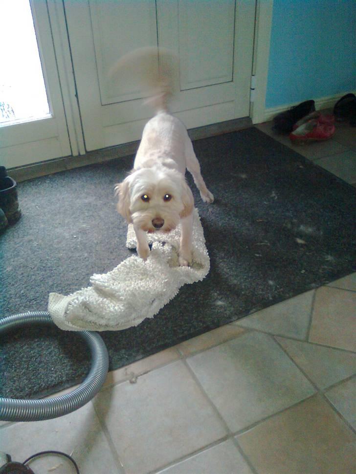 Blanding af racer Mille billede 12