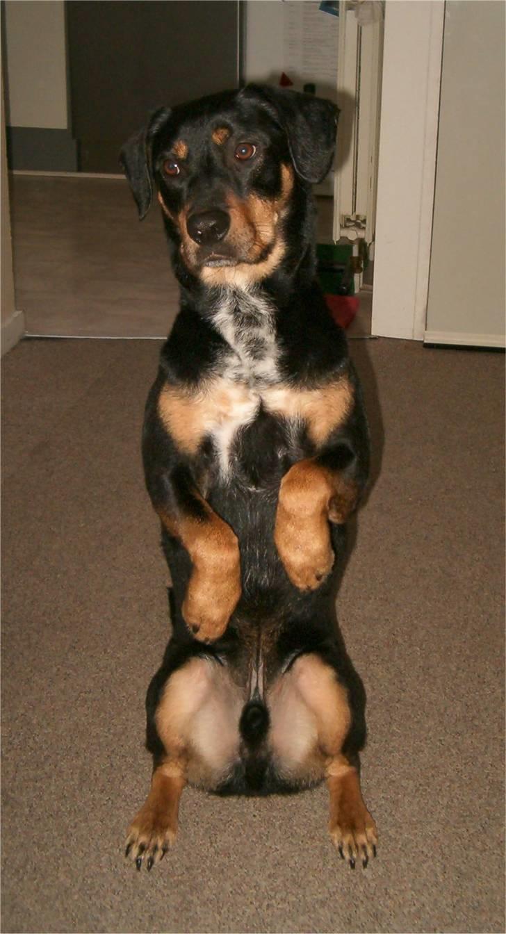 Blanding af racer Kenzo billede 15