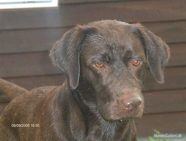 Labrador retriever *Formel 1* Sally (sørøver sally) billede 17