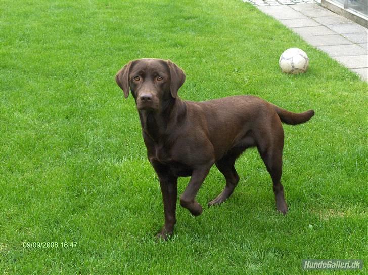 Labrador retriever *Formel 1* Sally (sørøver sally) billede 18