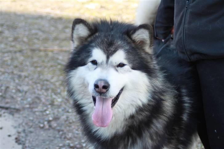 Alaskan malamute Devil billede 16
