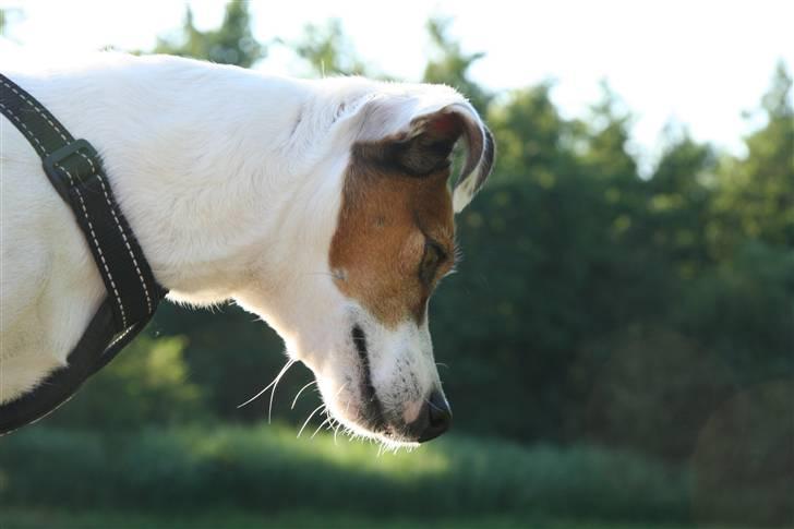 Jack russell terrier Lucie  | Nellie billede 1