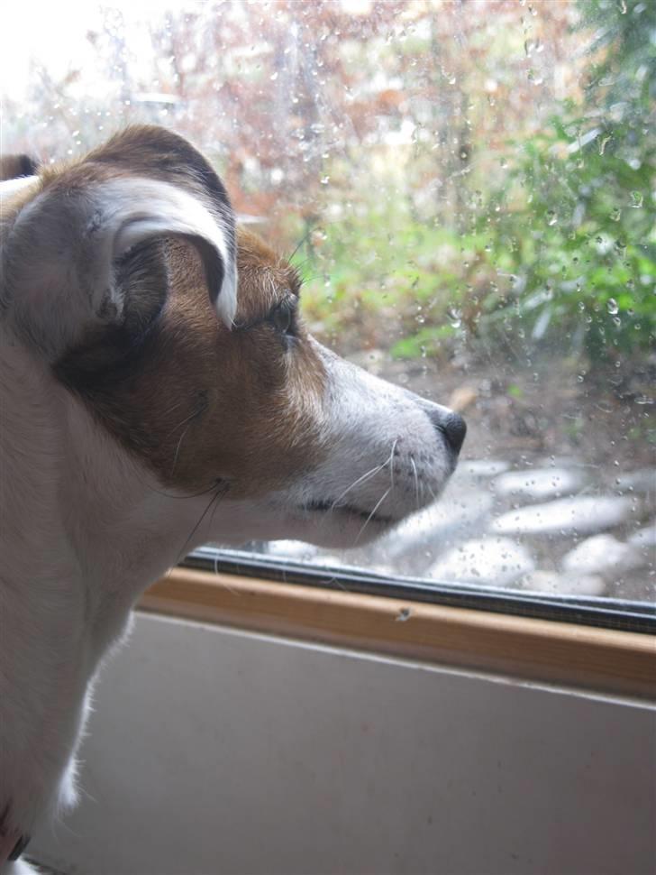 Jack russell terrier Lucie  | Nellie billede 2