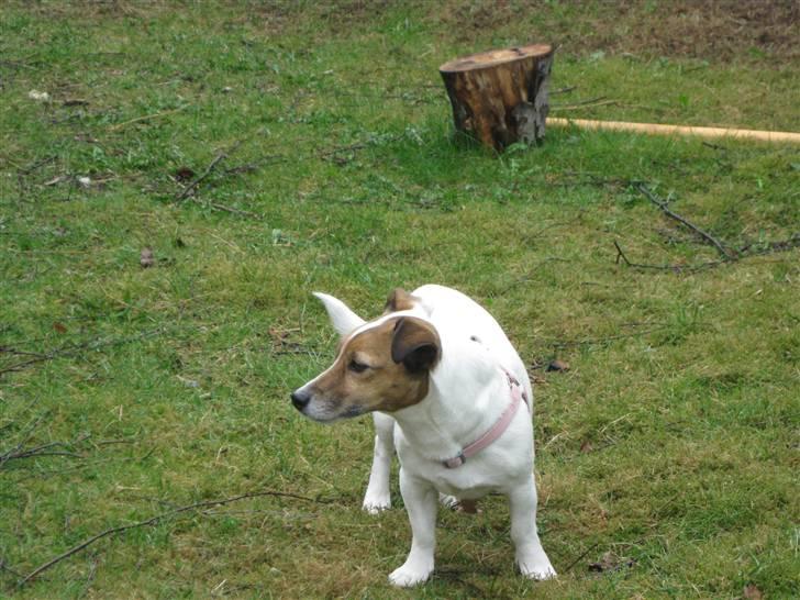 Jack russell terrier Lucie  | Nellie billede 3