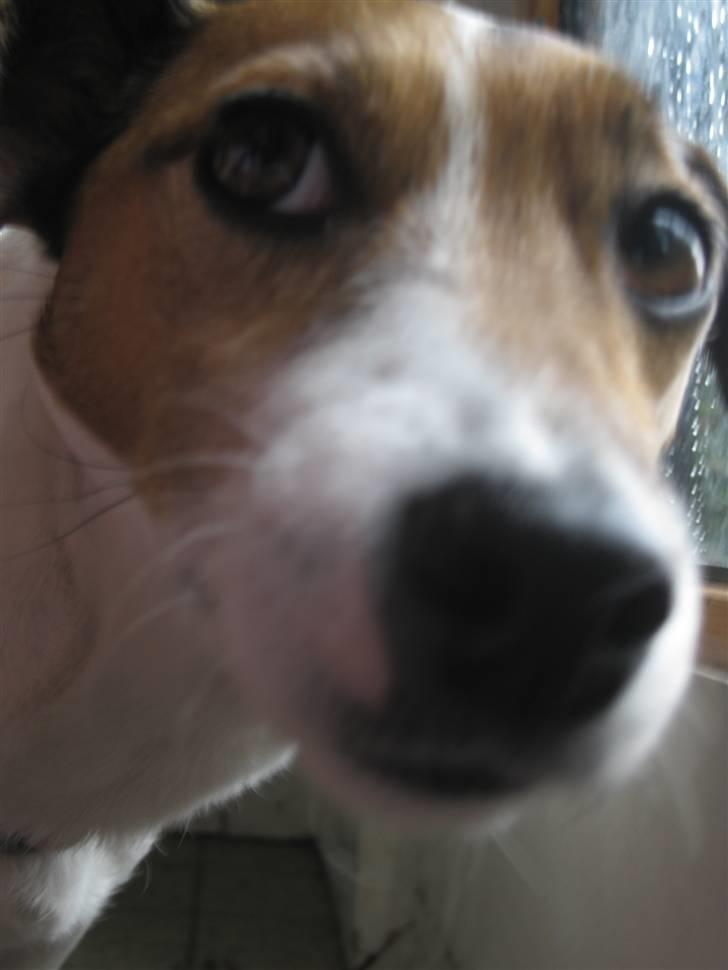 Jack russell terrier Lucie  | Nellie billede 4