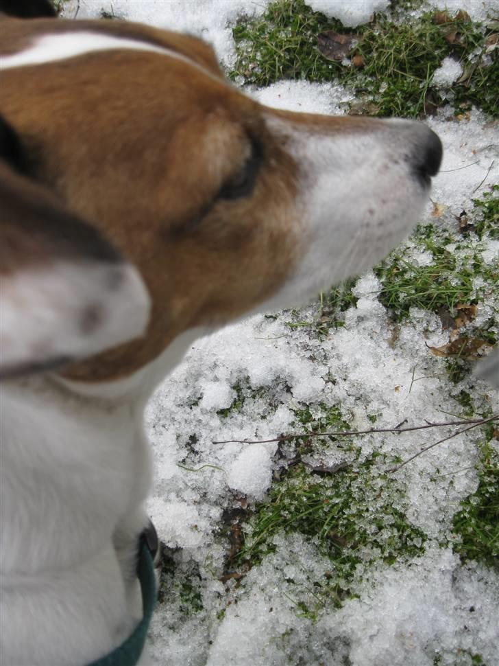 Jack russell terrier Lucie  | Nellie billede 5