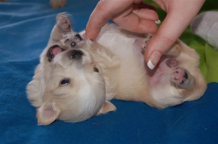 Blanding af racer Vega - Vega 3 uger billede 6