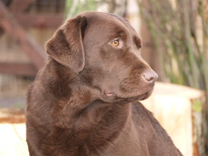 Labrador retriever Bella  - Smukke lab billede 17