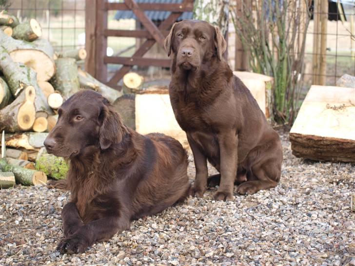 Labrador retriever Bella  - Bella og Molly billede 18
