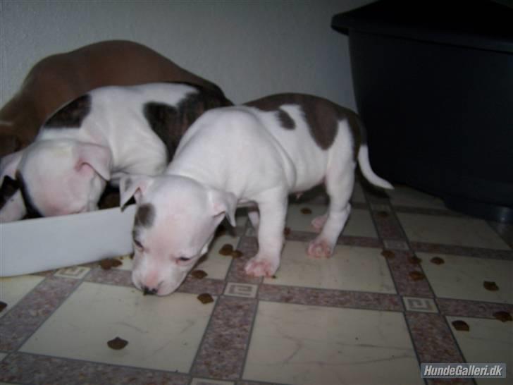 Amerikansk staffordshire terrier Ven / Blue Eyes billede 1