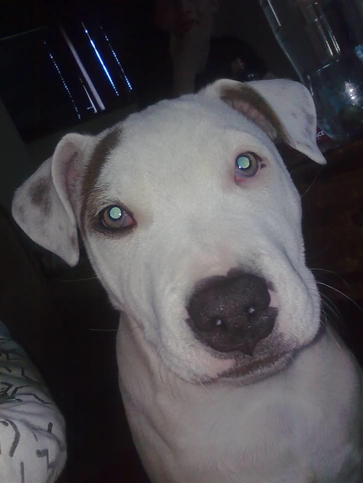 Amerikansk staffordshire terrier Ven / Blue Eyes billede 2