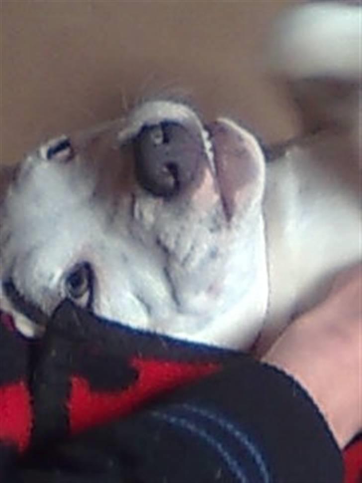 Amerikansk staffordshire terrier Ven / Blue Eyes billede 3