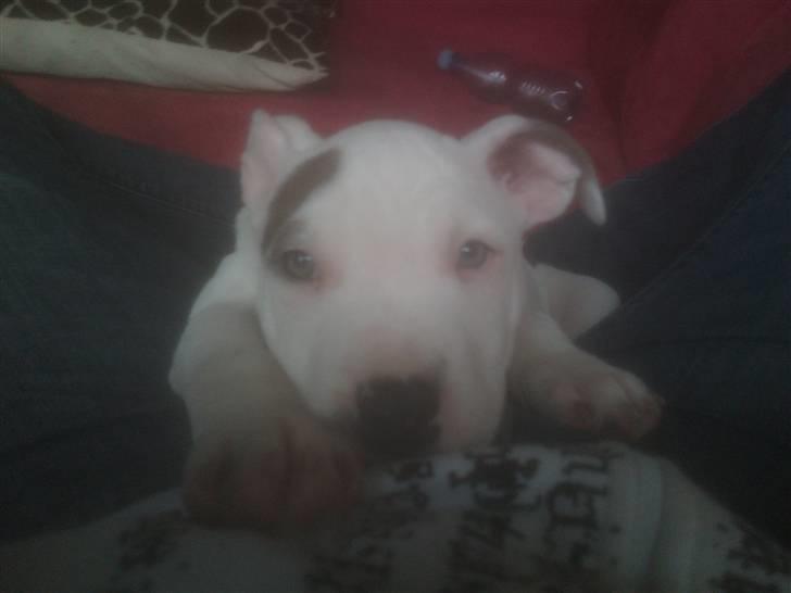Amerikansk staffordshire terrier Ven / Blue Eyes billede 4