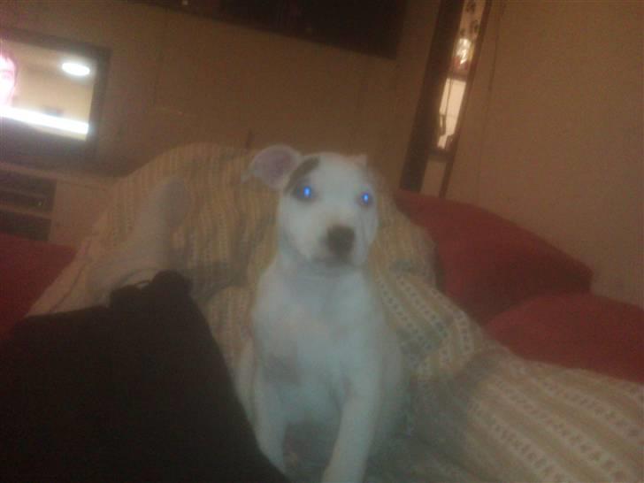 Amerikansk staffordshire terrier Ven / Blue Eyes billede 5