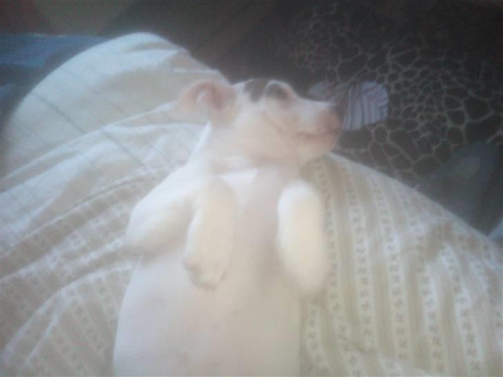 Amerikansk staffordshire terrier Ven / Blue Eyes billede 6