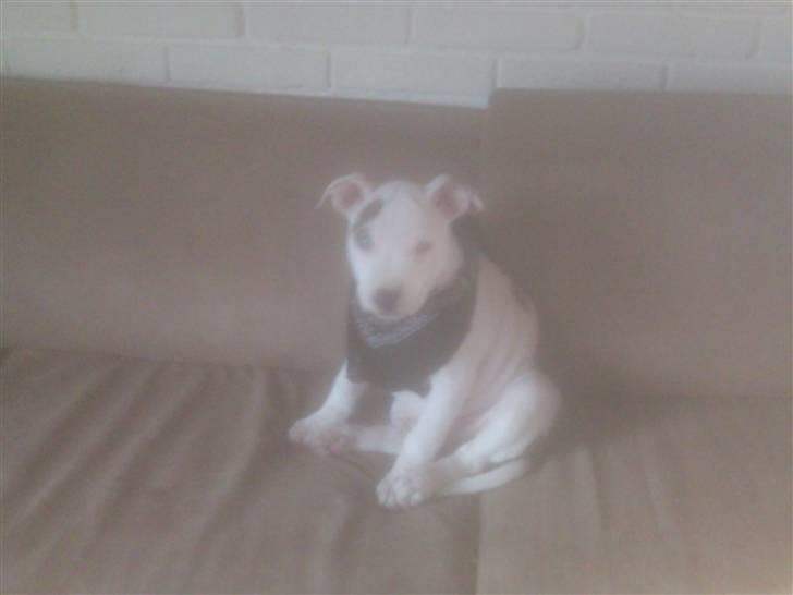 Amerikansk staffordshire terrier Ven / Blue Eyes billede 7