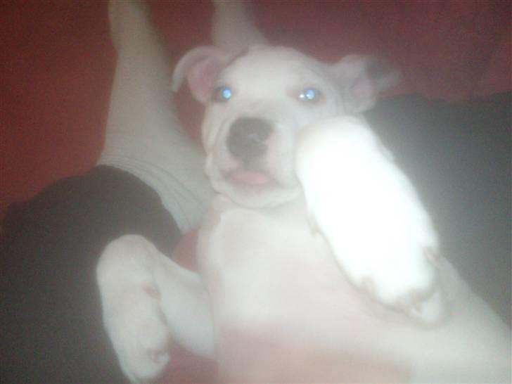 Amerikansk staffordshire terrier Ven / Blue Eyes billede 8
