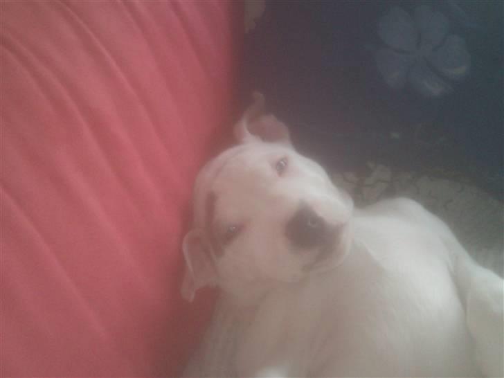 Amerikansk staffordshire terrier Ven / Blue Eyes billede 9