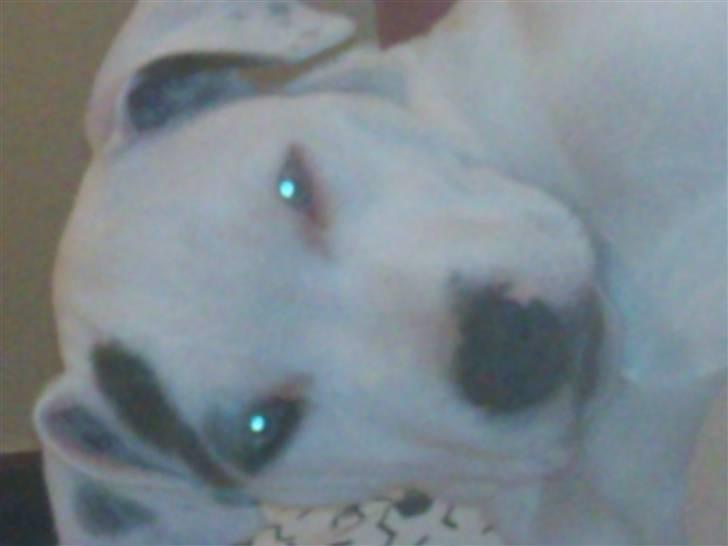 Amerikansk staffordshire terrier Ven / Blue Eyes billede 10