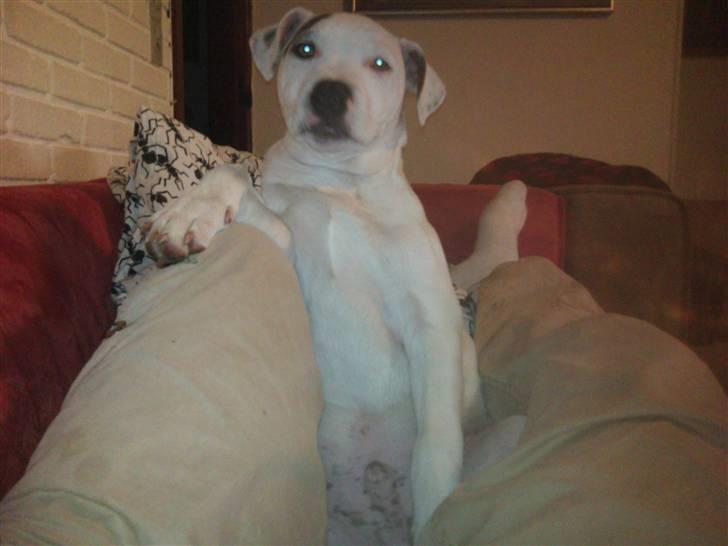 Amerikansk staffordshire terrier Ven / Blue Eyes billede 11