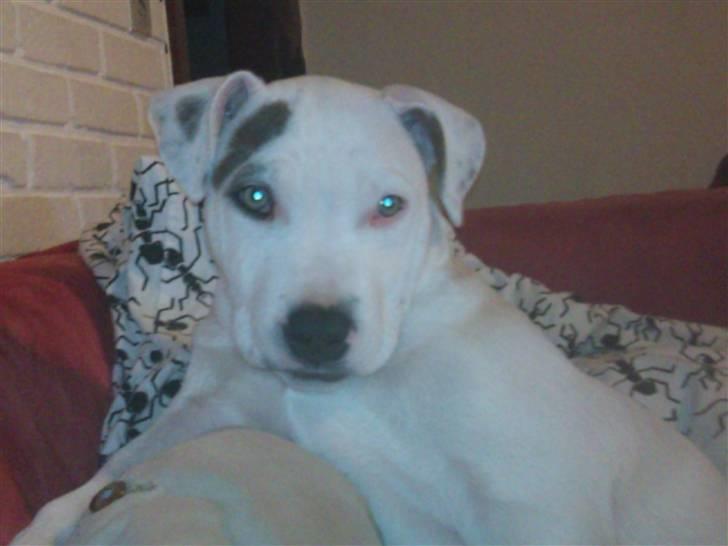 Amerikansk staffordshire terrier Ven / Blue Eyes billede 12