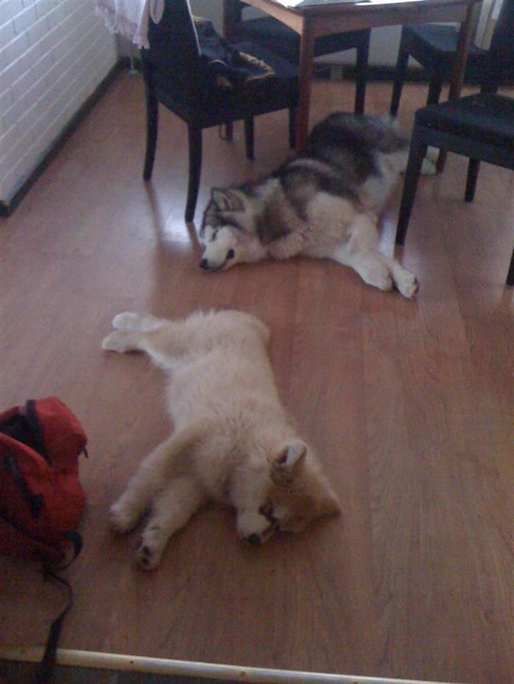 Alaskan malamute Cisco (R.I.P.) billede 16