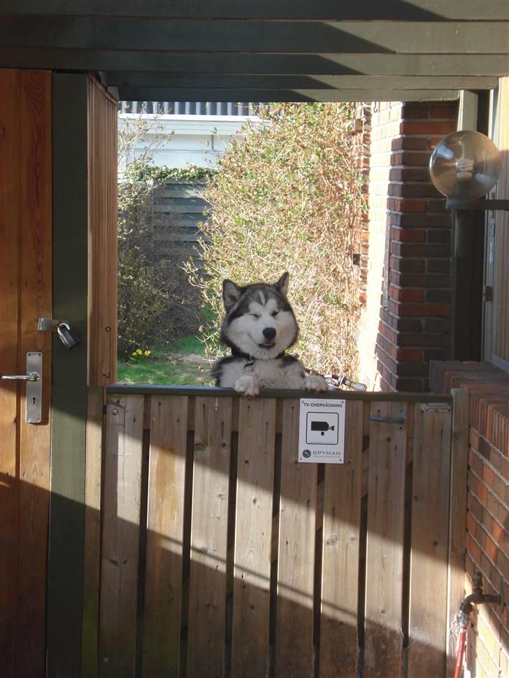 Alaskan malamute Cisco (R.I.P.) billede 17