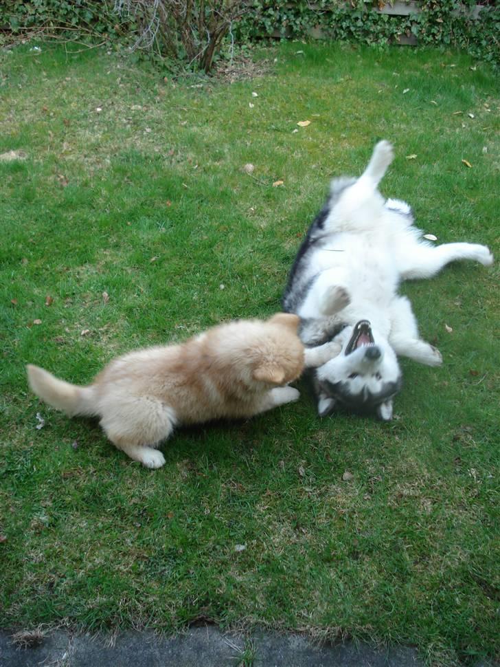 Alaskan malamute Cisco (R.I.P.) billede 18