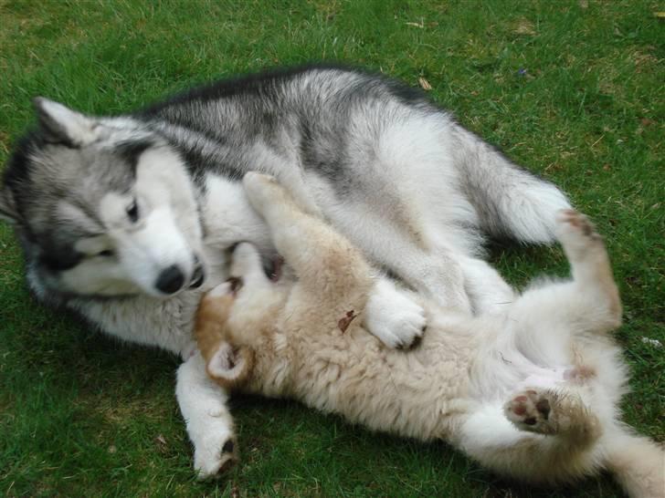 Alaskan malamute Cisco (R.I.P.) - Mig og min nye lillesøster billede 19