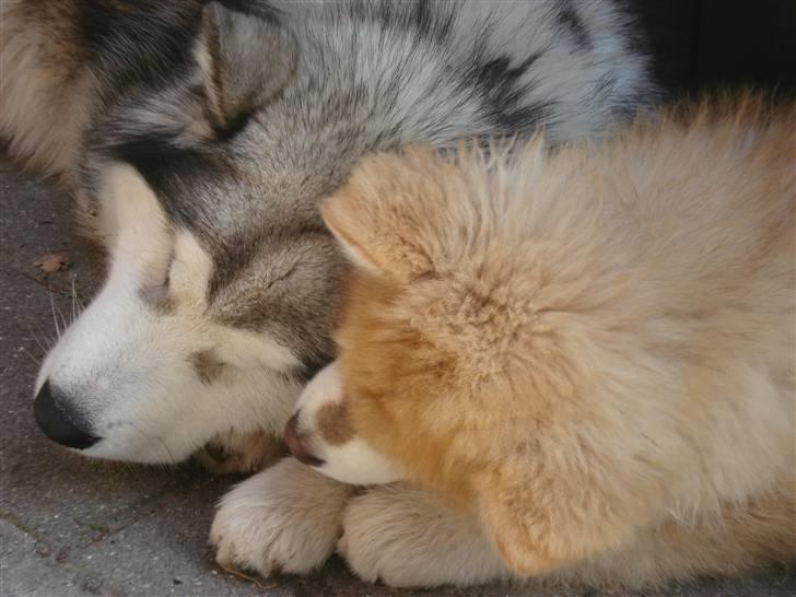 Alaskan malamute Cisco (R.I.P.) billede 20