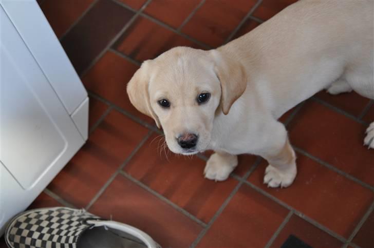 Labrador retriever Karla  billede 2