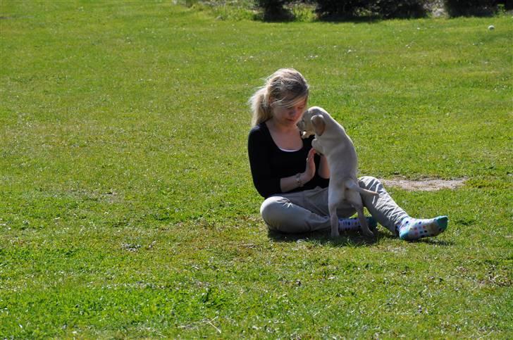 Labrador retriever Karla  billede 3