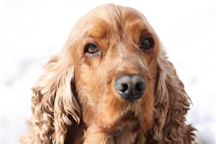 Cocker spaniel Lukas billede 1